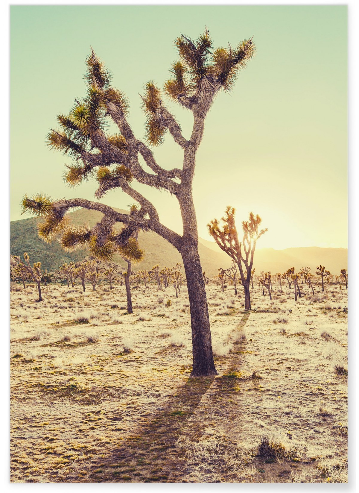 Affiche Nature Desert 1, L'AFFICHERIE