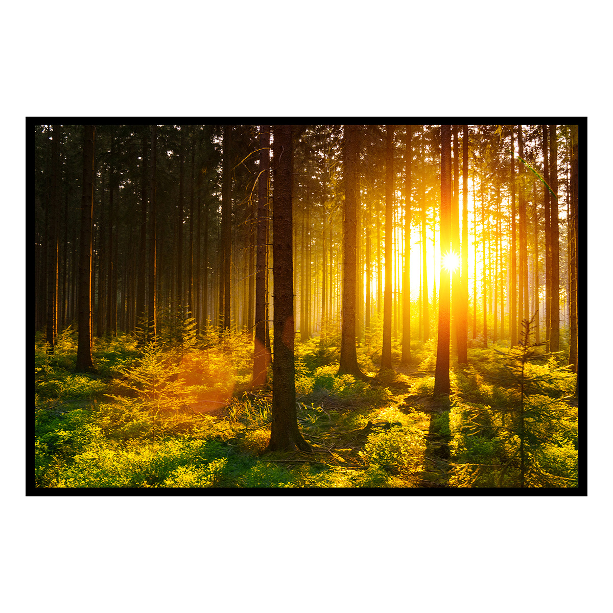 Affiche encadrée forêt dorée lumière du matin, HEXOA