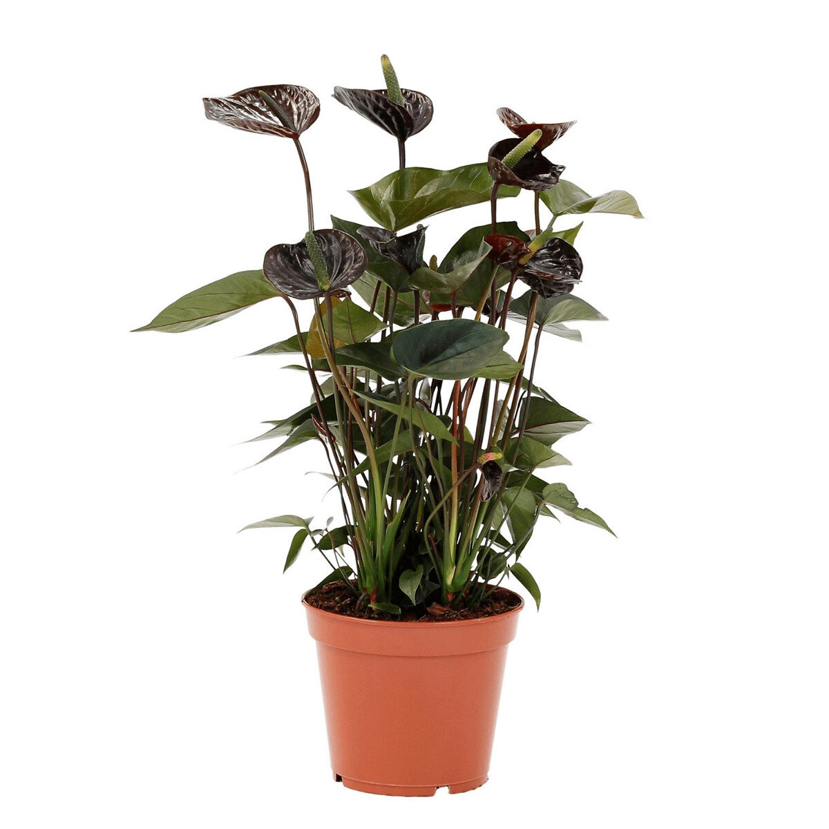 Planta Antúrio negro, BIOMA, BIOMA PLANTS