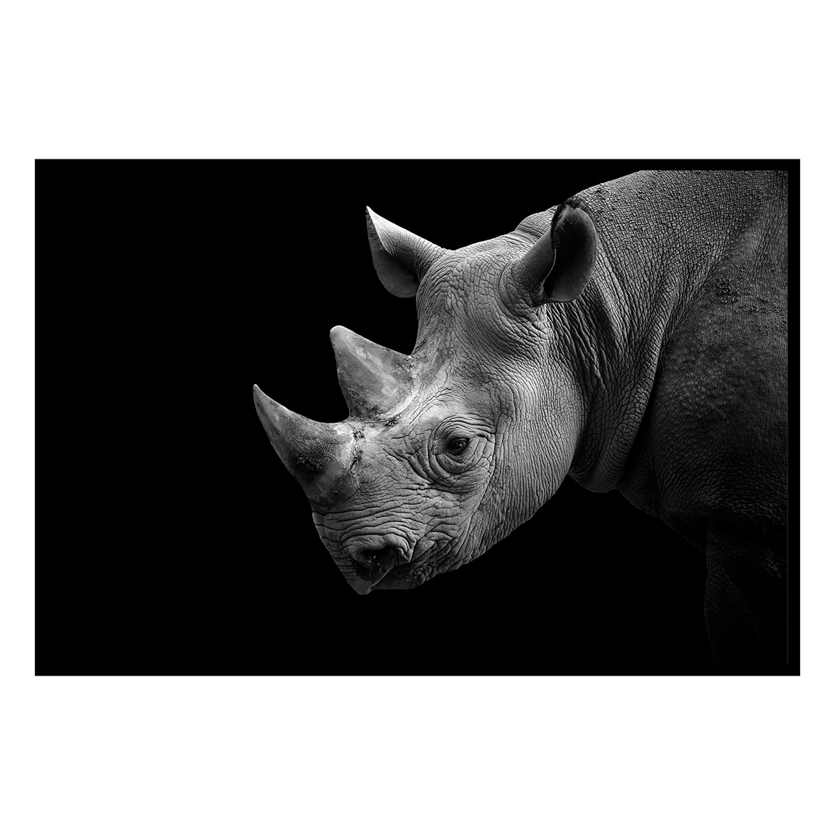 Affiche encadrée rhinocéros de profil en noir et blanc, HEXOA
