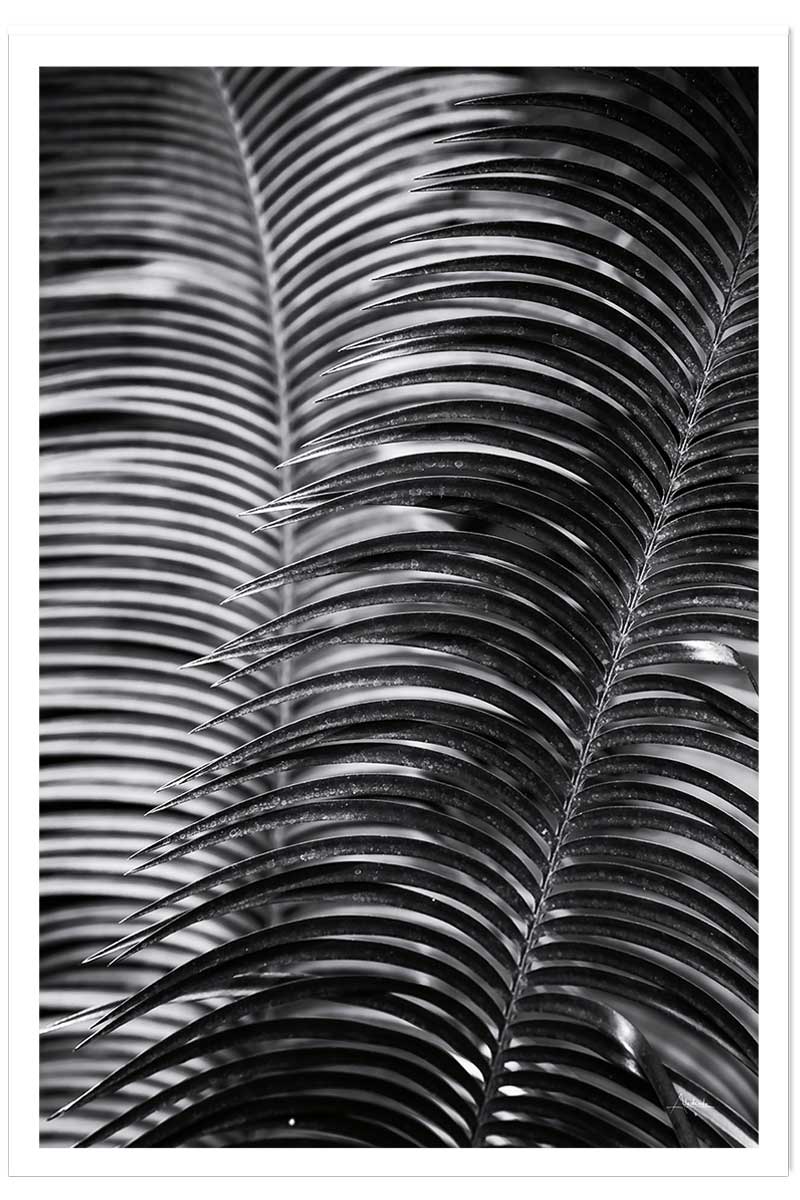 Poster jungle Sun palm, HEXOA