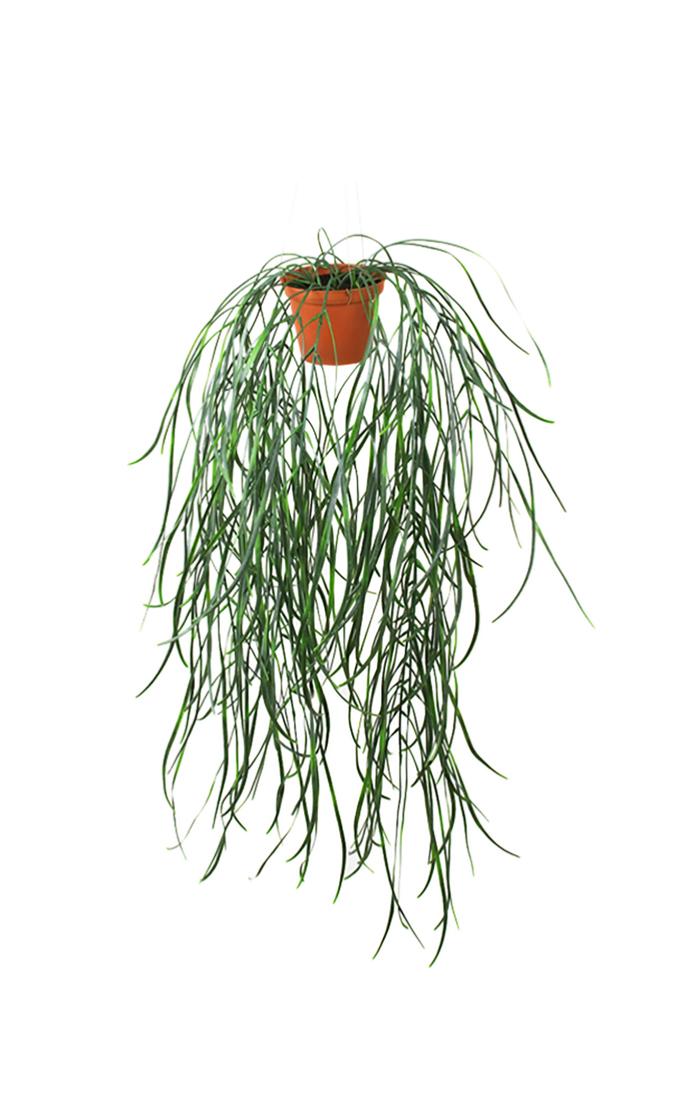 Hoya linearis artificielle en pot H 70 cm trè, ARTIFICIELLES