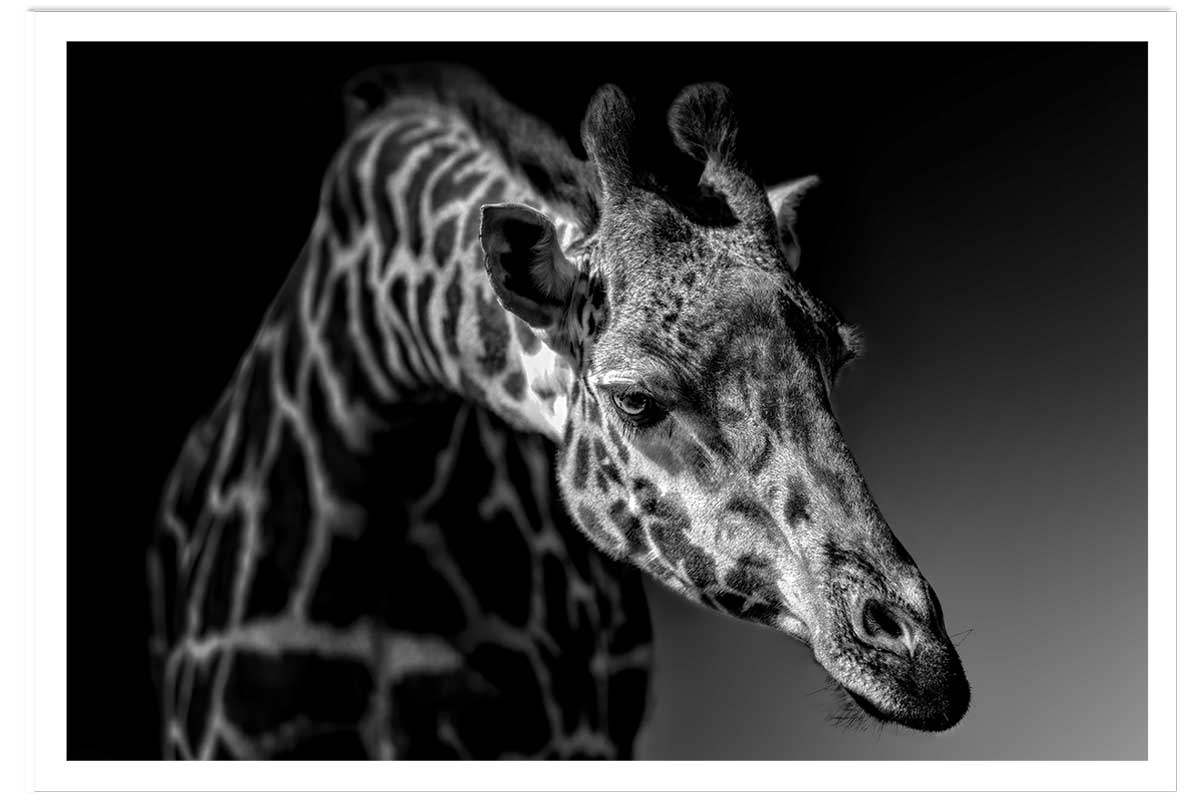 Affiche animaux girafe discrète, HEXOA