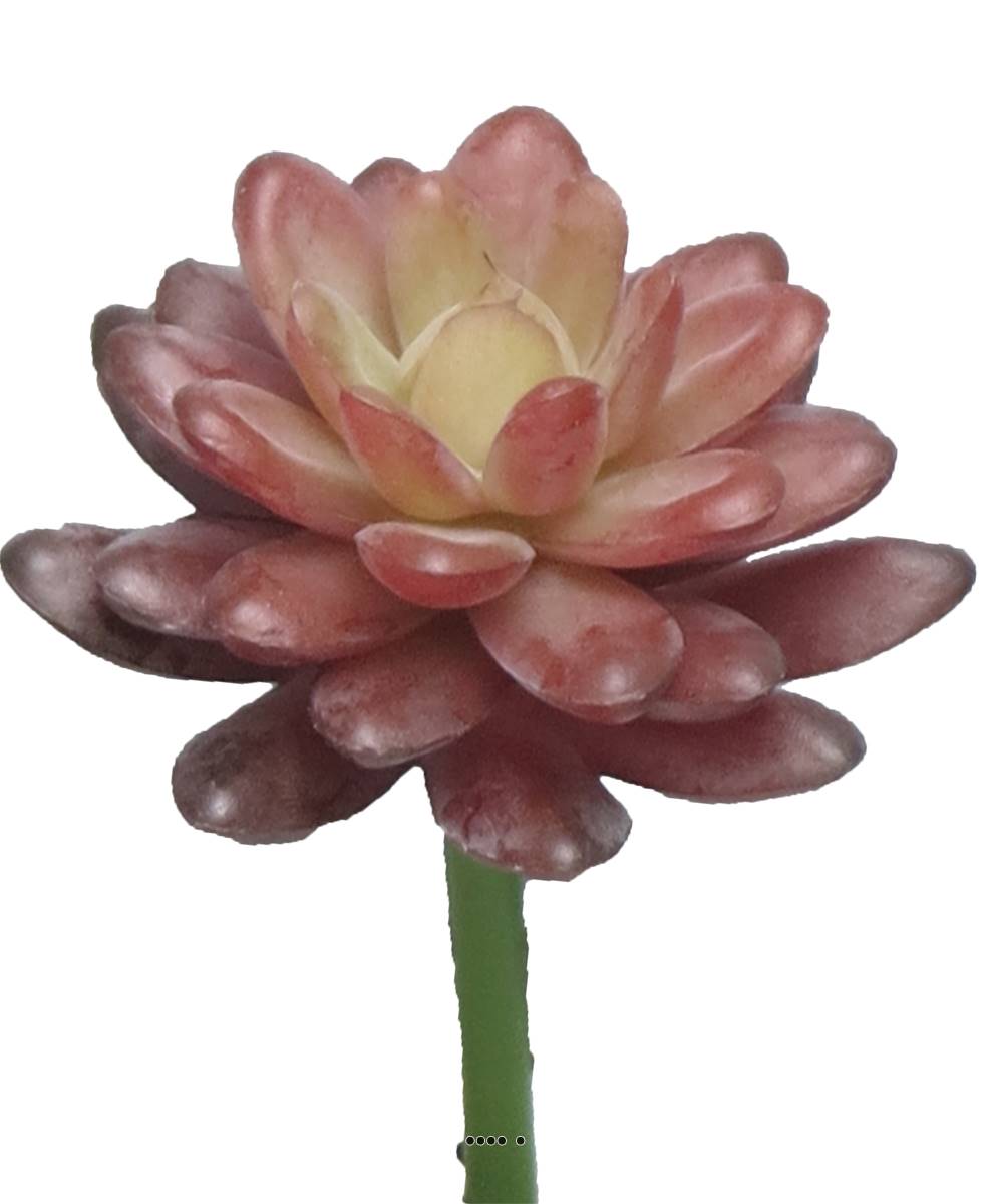Echeveria elegans factice en piquet, H16c, ARTIFICIELLES