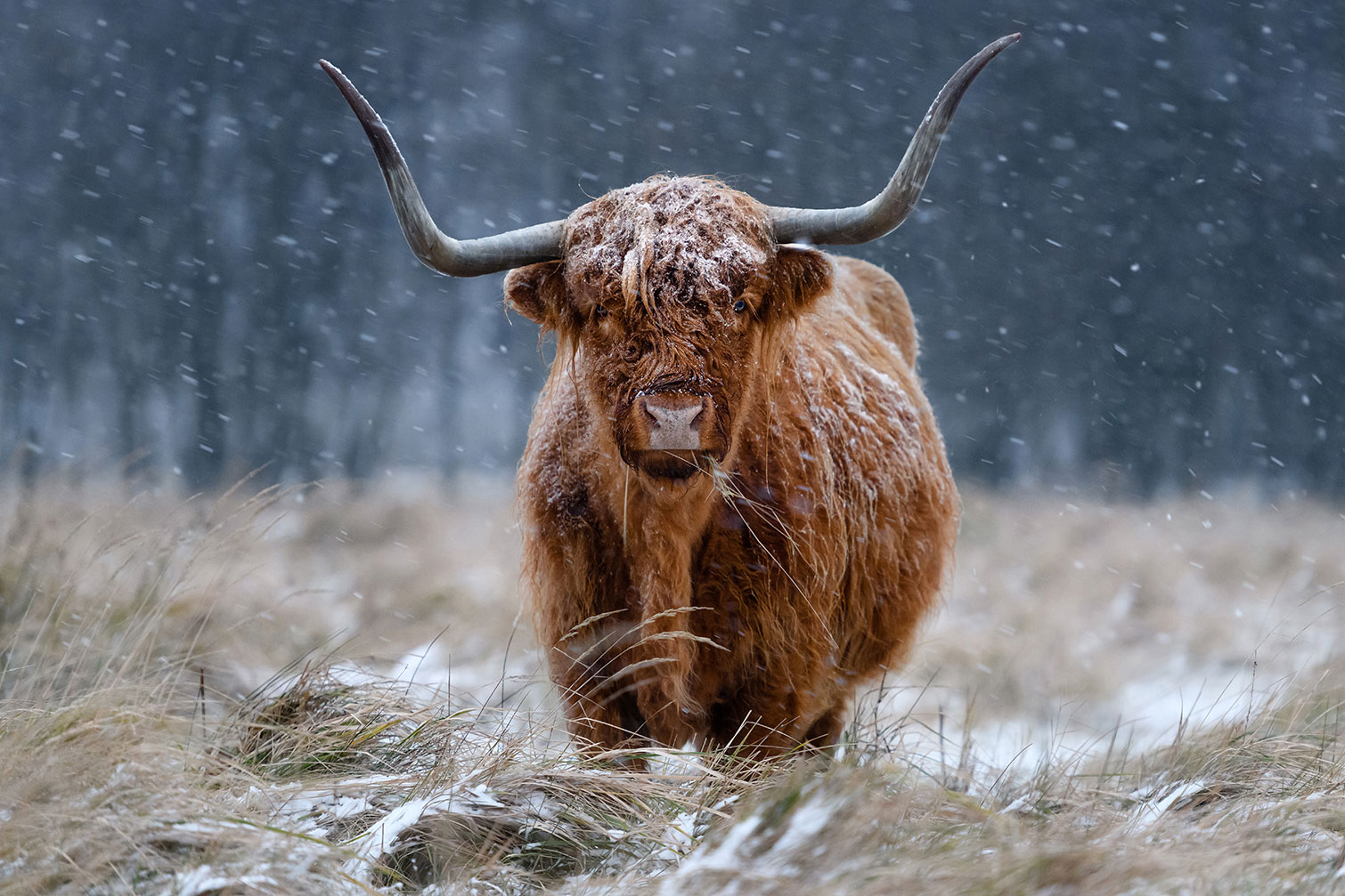Tableau Vache Highland, HEXOA
