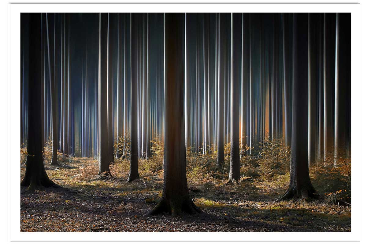 Affiche paysage forêt fantastique, HEXOA