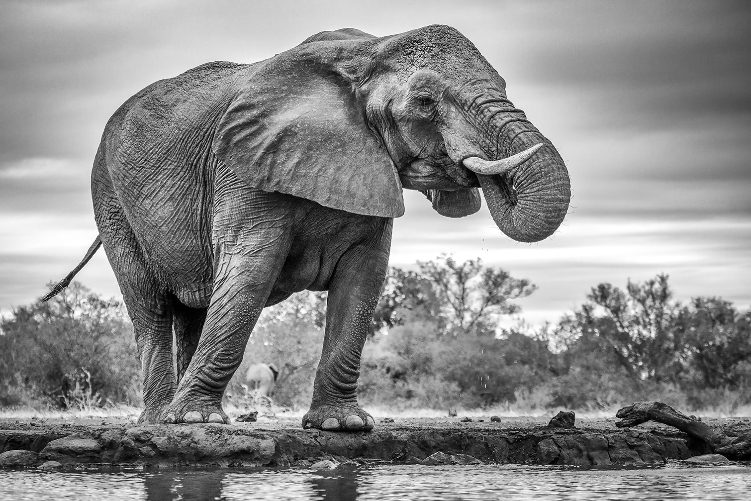 Tableau animaux standing proud, HEXOA