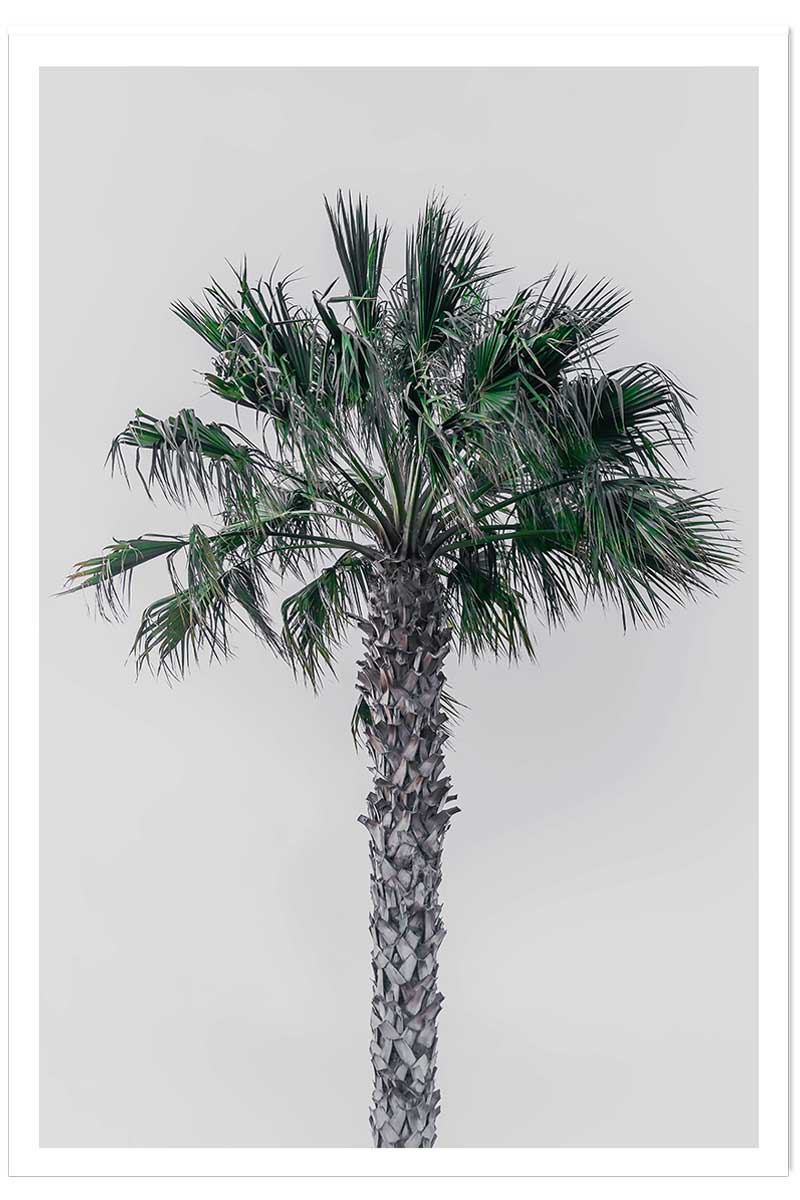 Affiche coconut palm, HEXOA