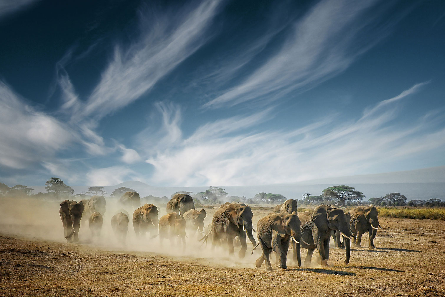 Tableau animaux elephant family, HEXOA