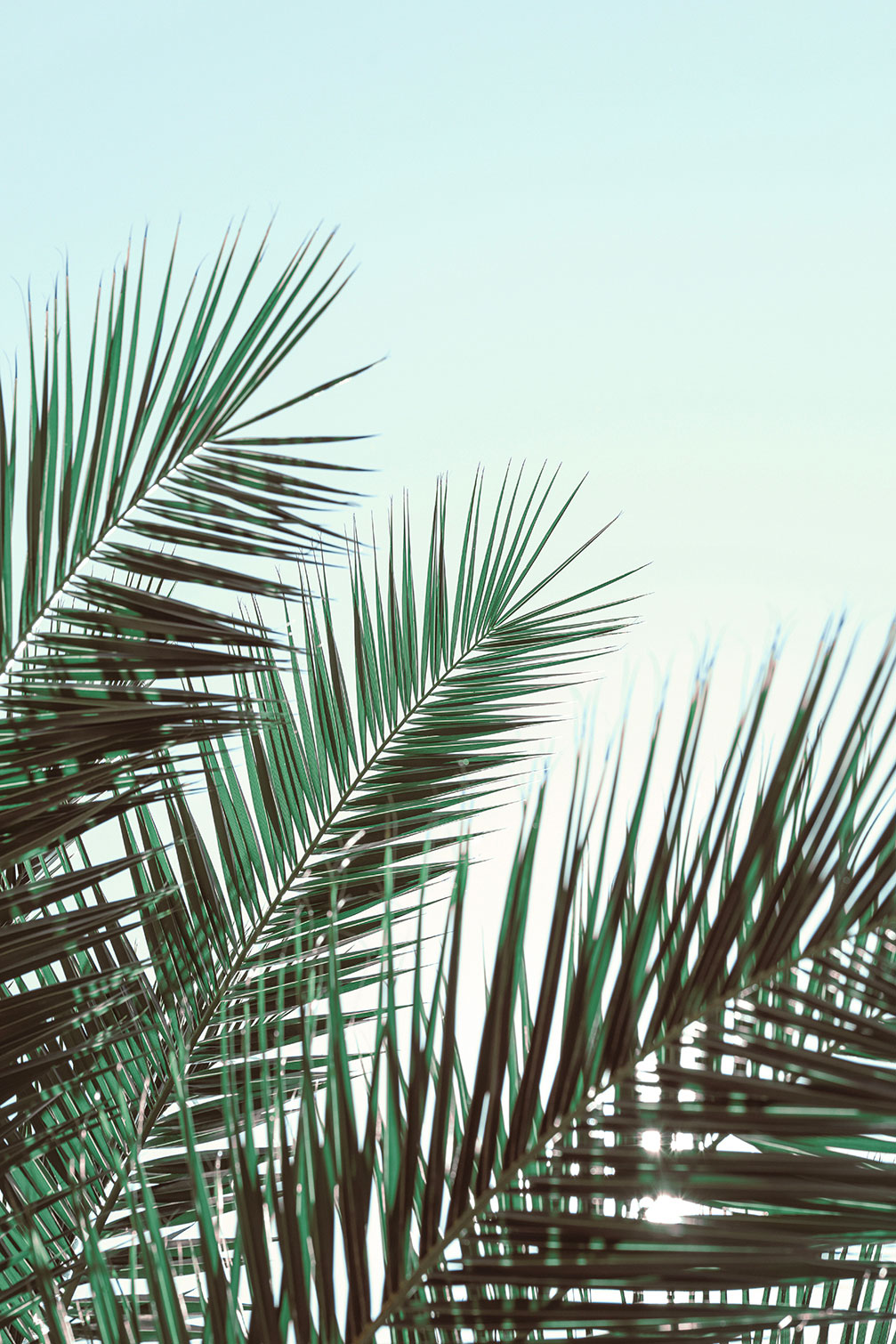 Tableau palme verte, HEXOA