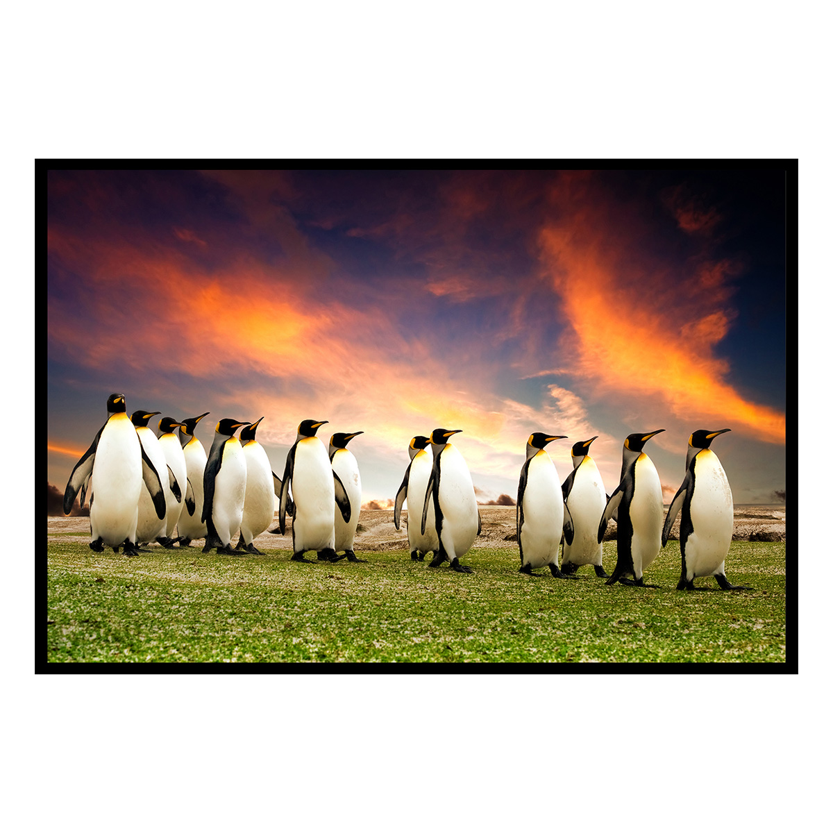 Affiche encadrée manchots paysage naturel, HEXOA
