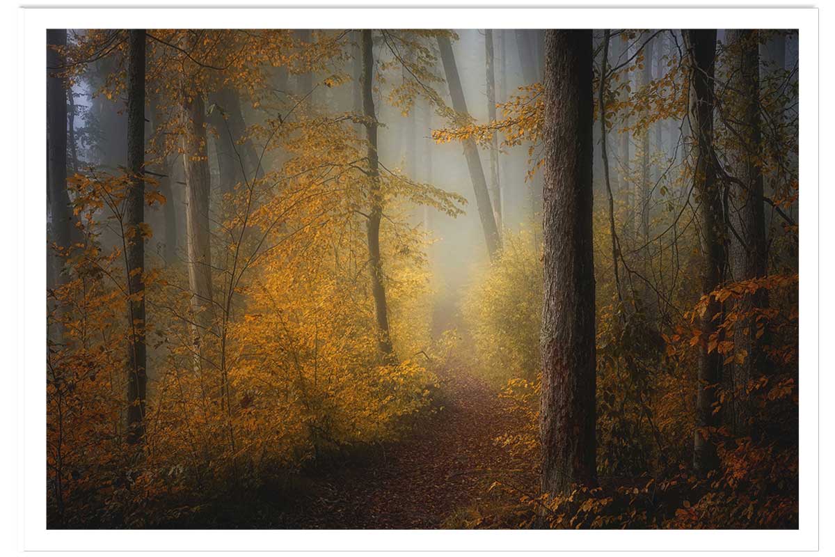 Affiche l'arbre et l'automne rouge, HEXOA