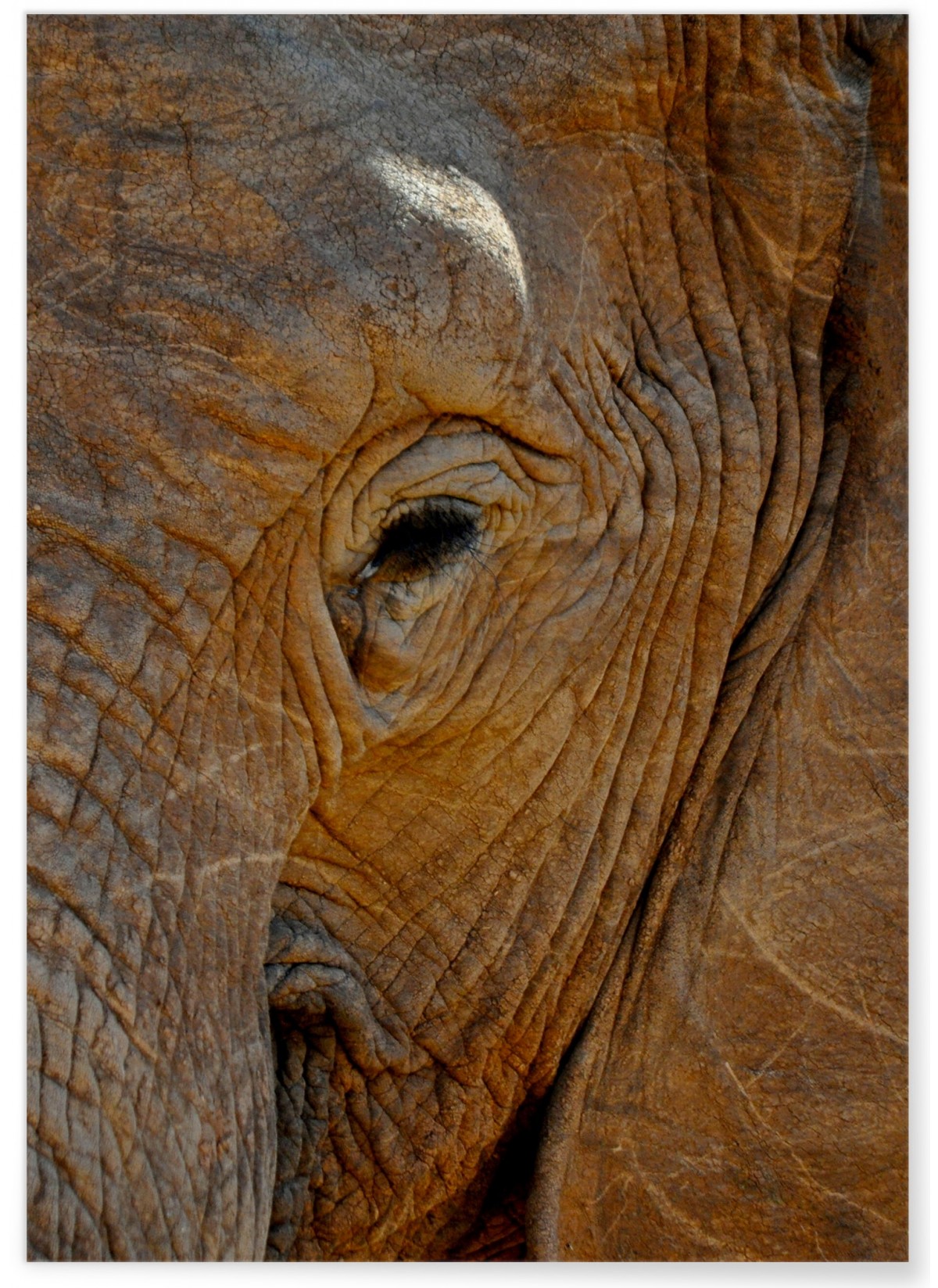 Poster Éléphant, L'AFFICHERIE