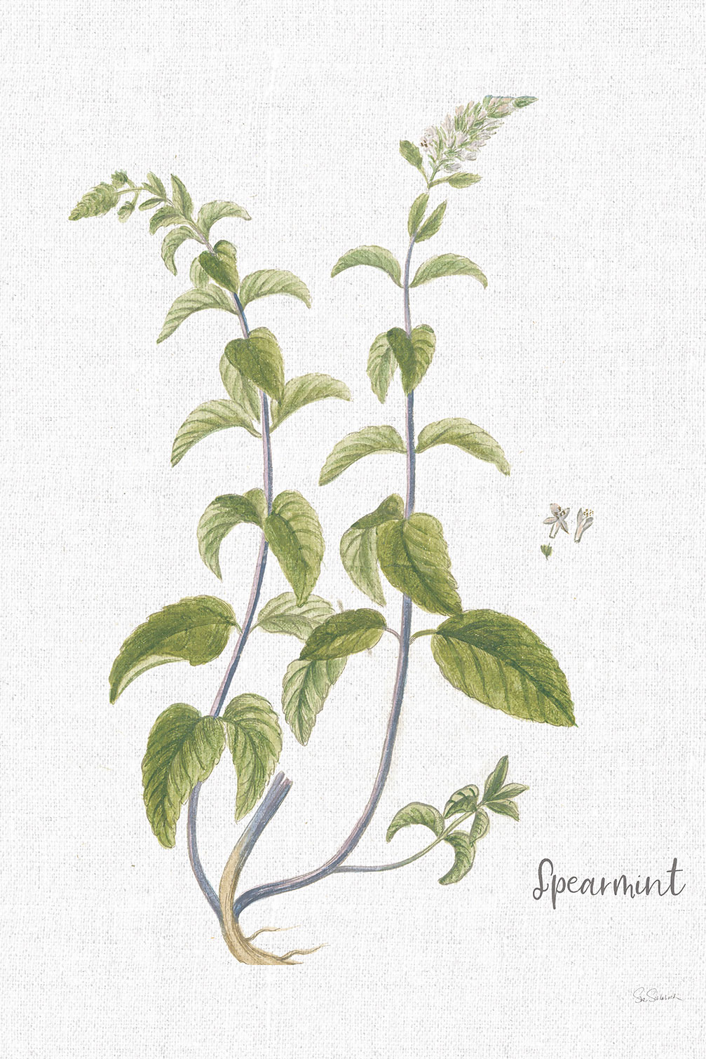 Tableau fleurs Menthe verte illustrée, HEXOA