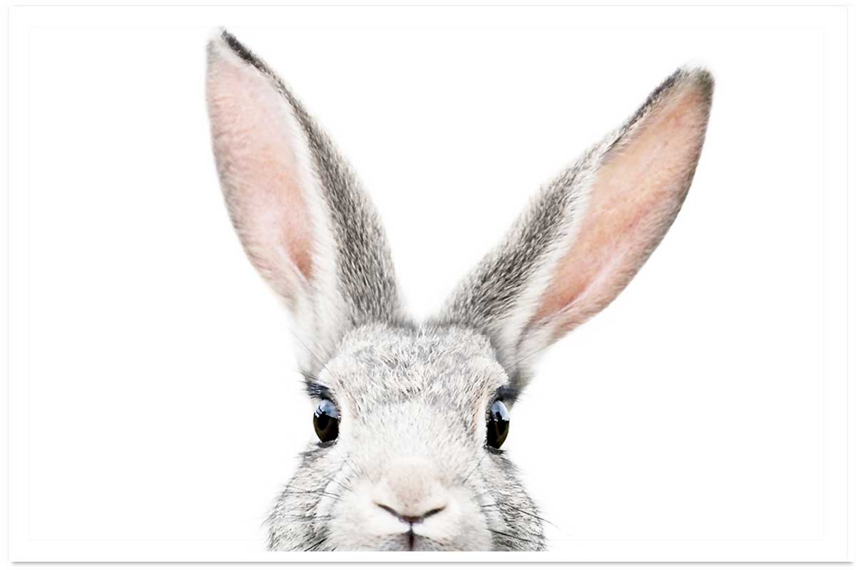 Affiche enfant lapin, HEXOA