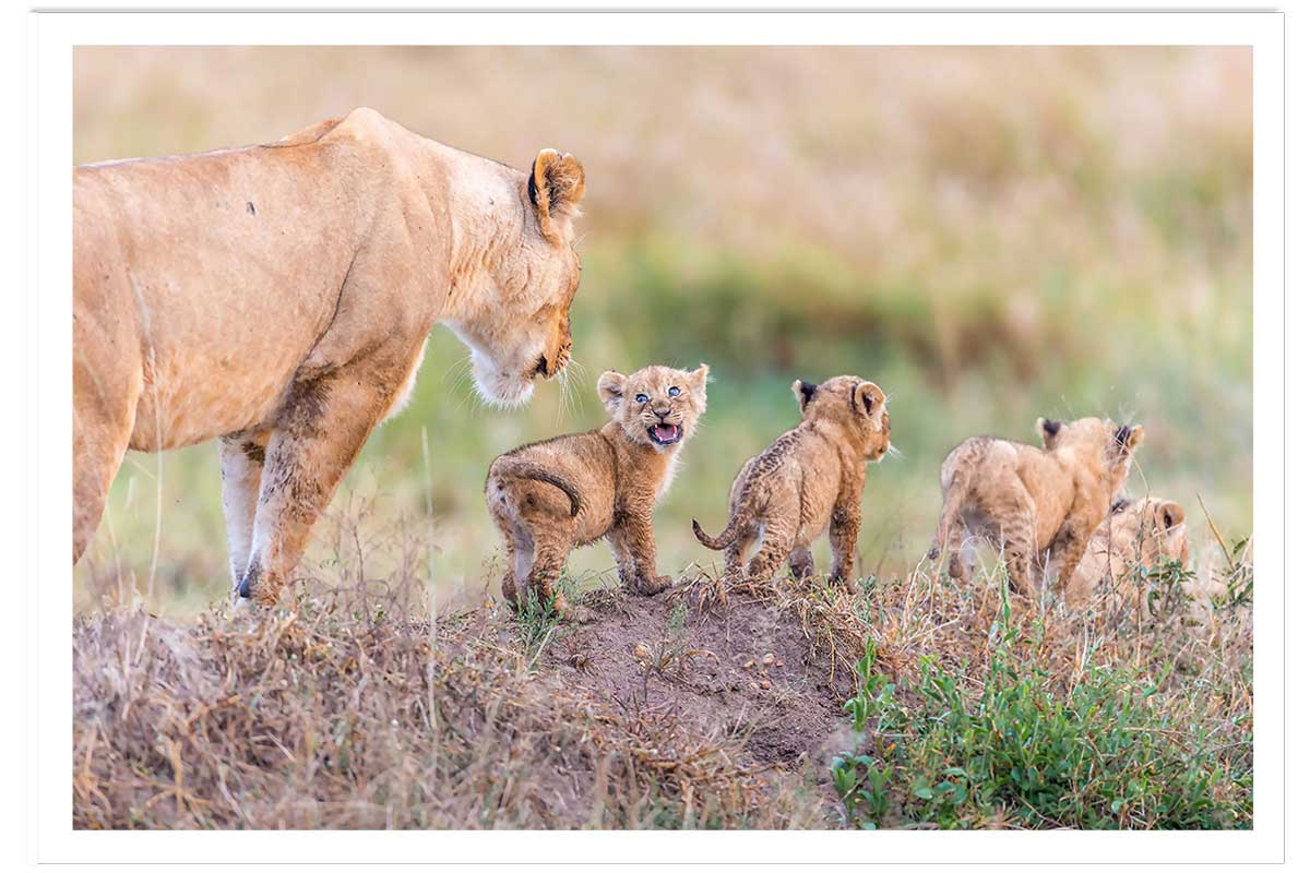 Affiche animaux let's go mom, HEXOA