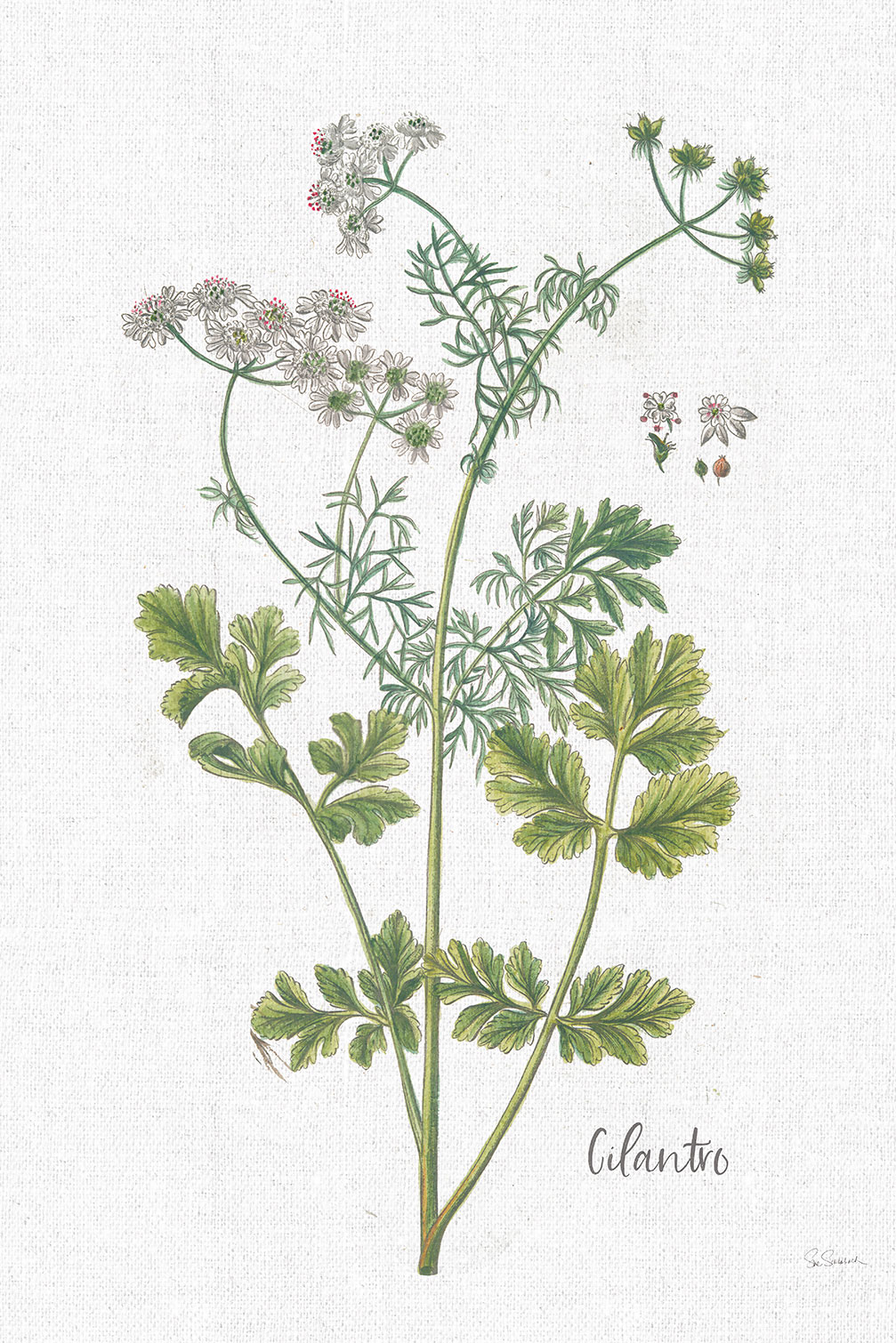 Tableau fleurs Coriandre dessinée, HEXOA