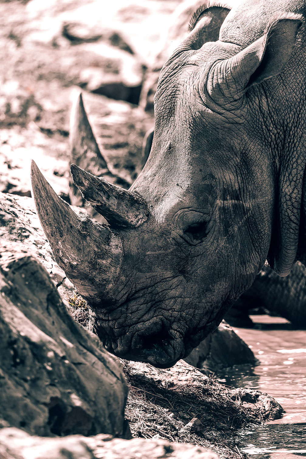 Tableau rhinoceros hommage à sudan.., HEXOA