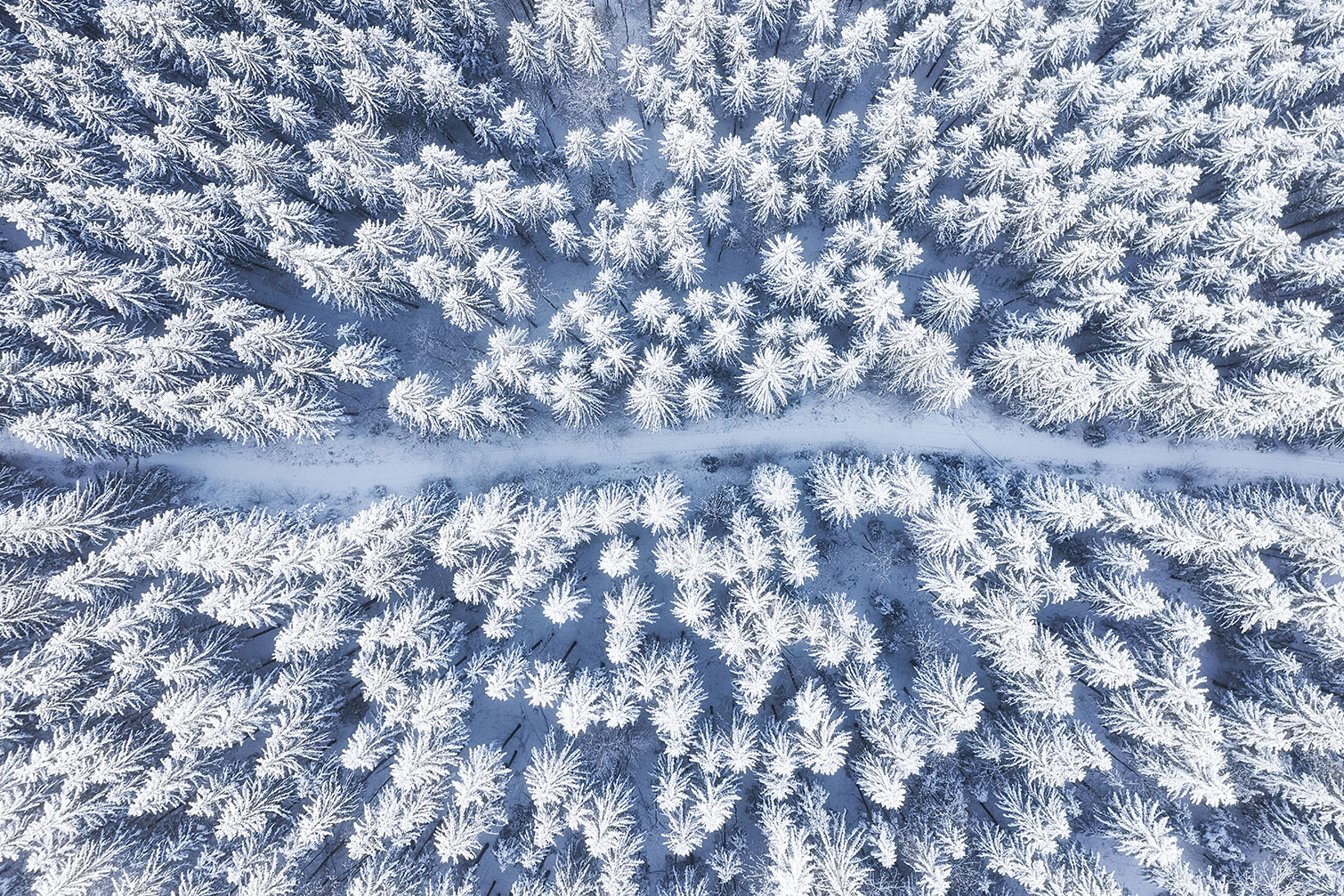 Tableau foret bleue de neige blanche, HEXOA