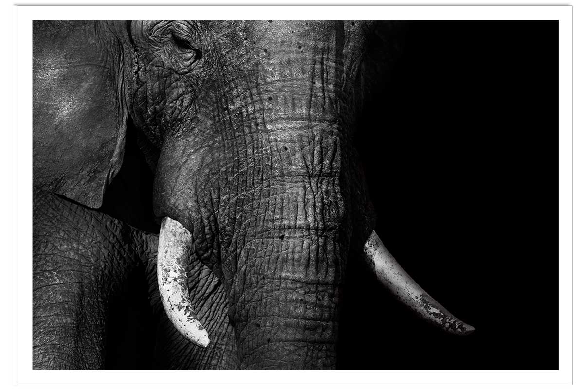 Affiche animaux éléphantloxodonta africana, HEXOA