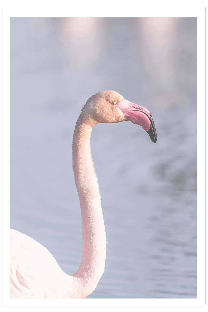 Affiche pastel pink flamingo, HEXOA