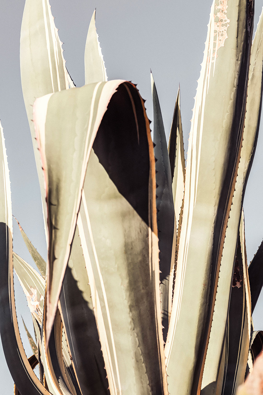 Tableau cactus mexicain, HEXOA