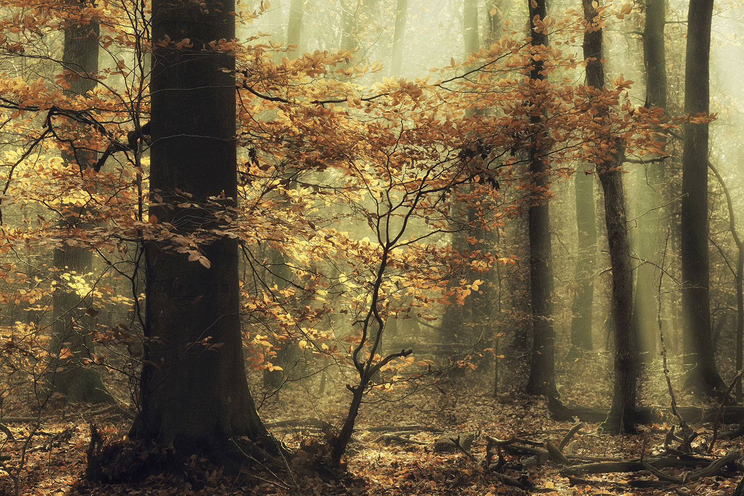 Tableau Feuilles d'automne, HEXOA