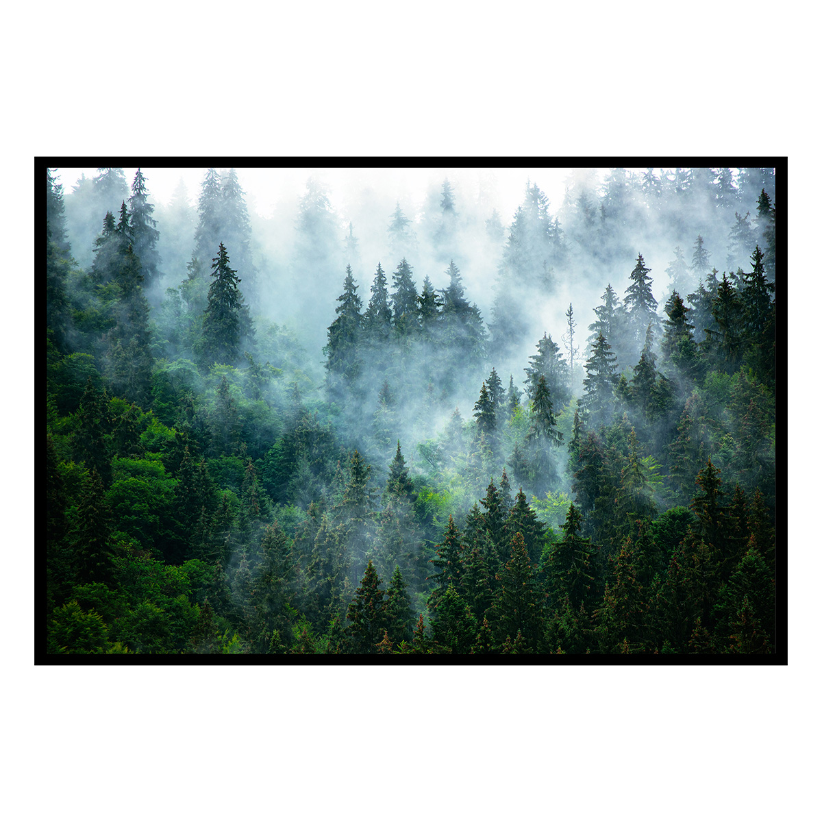 Affiche encadrée – Forêt de conifères dans la brume, HEXOA