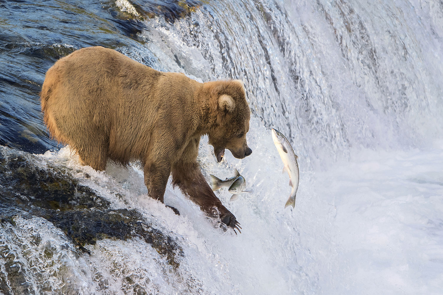 Tableau Un ours pêche sur le bord, HEXOA