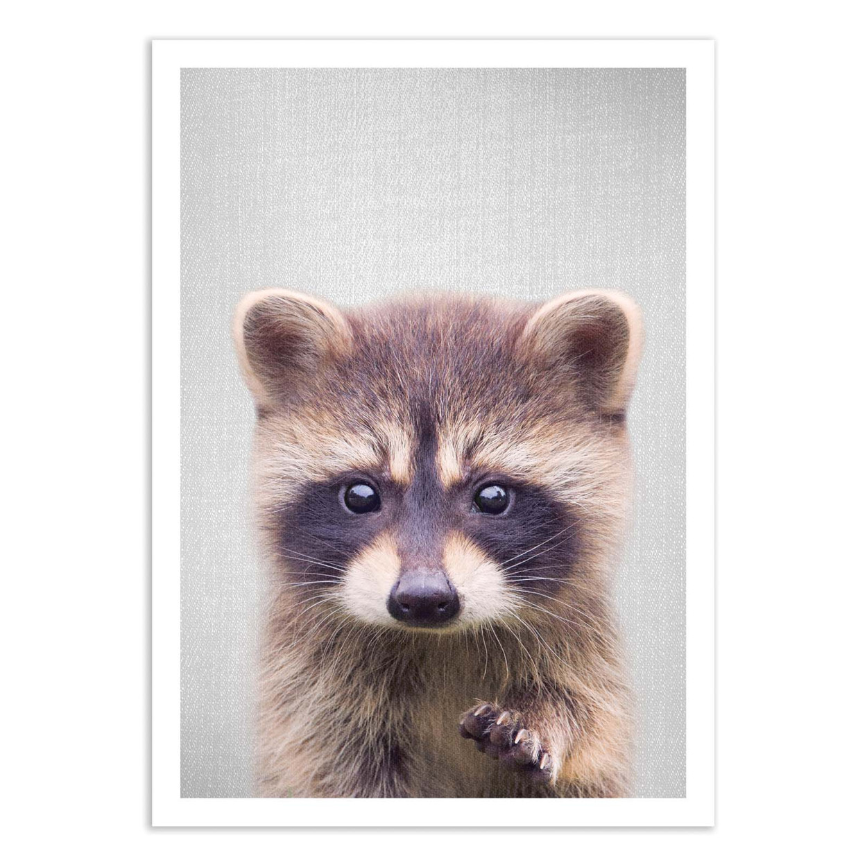Affiche d'art - Raccoon - Gal Design, WALL EDITIONS