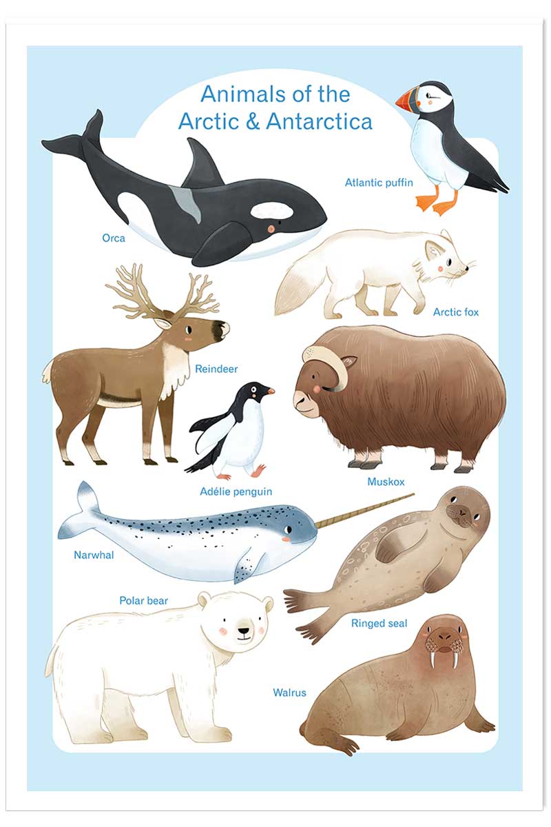 Affiche enfant animaux polaires, HEXOA