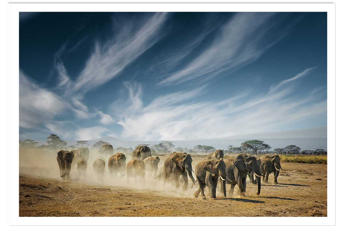 Affiche animaux éléphantfamily, HEXOA