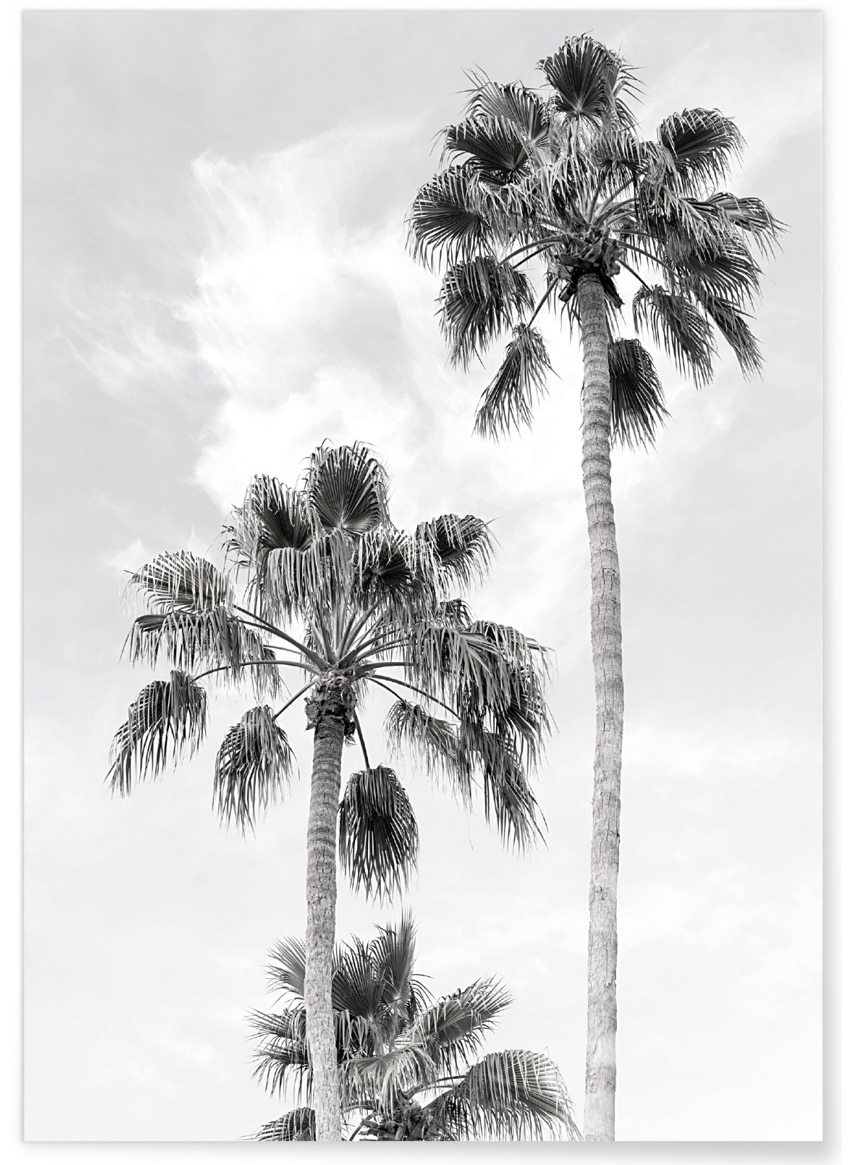 Poster Palmier noir et blanc 3, L'AFFICHERIE