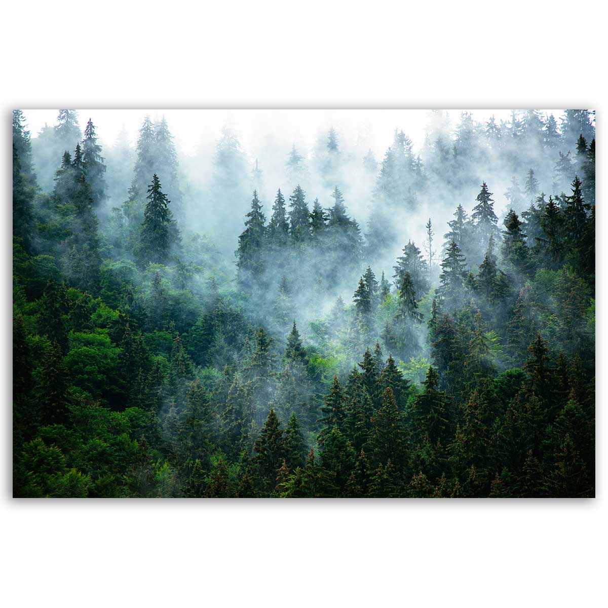 Tableau forêt brumeuse et pins majestueux, HEXOA