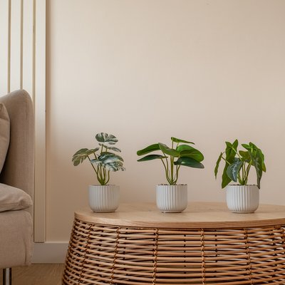 Set of 3 25cm Artificial Plants in White Ceramic Ribbed Pot SO'HOME