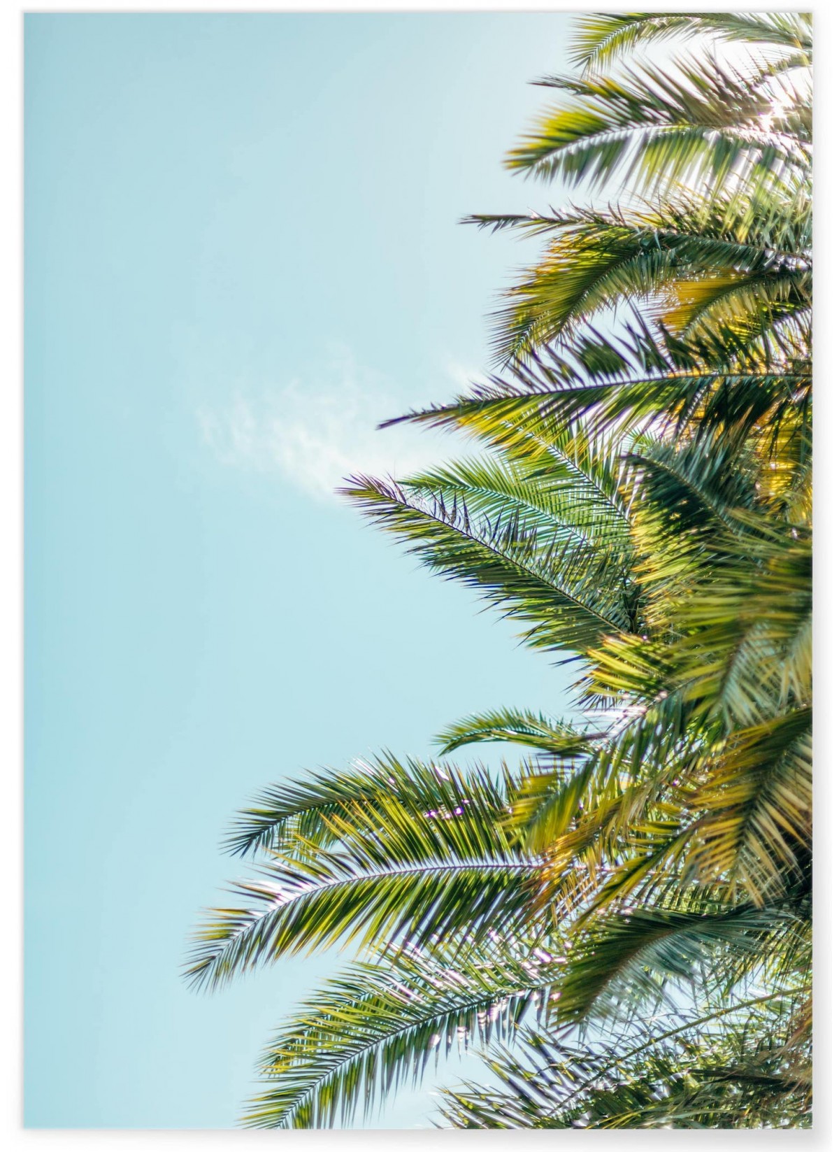 Affiche Palm Trees 5, L'AFFICHERIE