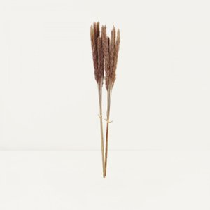 Plumeaux plante pampa brun 70cm lot de 12