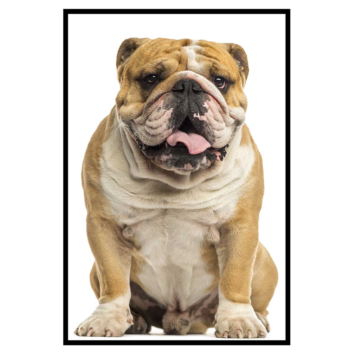 Affiche encadrée bulldog assis sur fond blanc, HEXOA