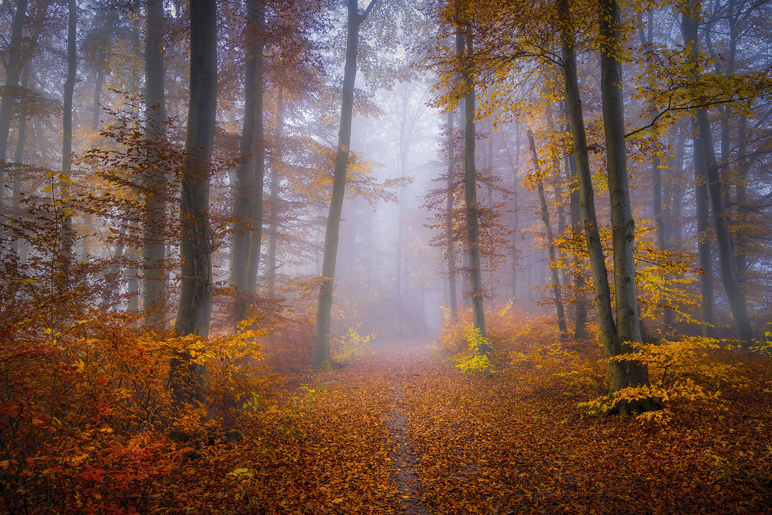 Tableau Chemin d'automne, HEXOA