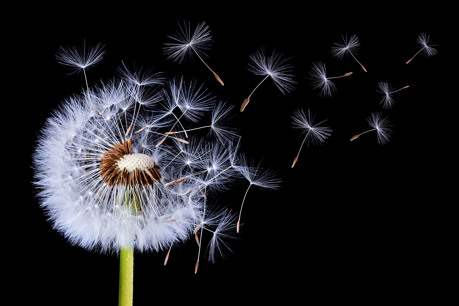 Tableau fleur pissenlit vole, HEXOA
