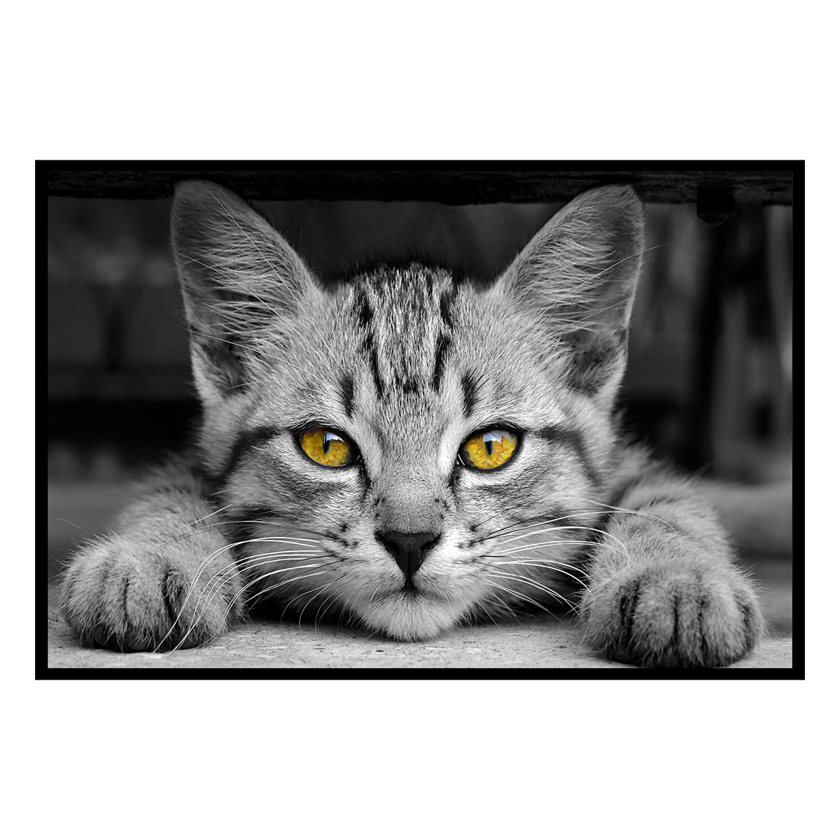 Affiche encadrée – Chat au regard doré, intensité et mystère, HEXOA