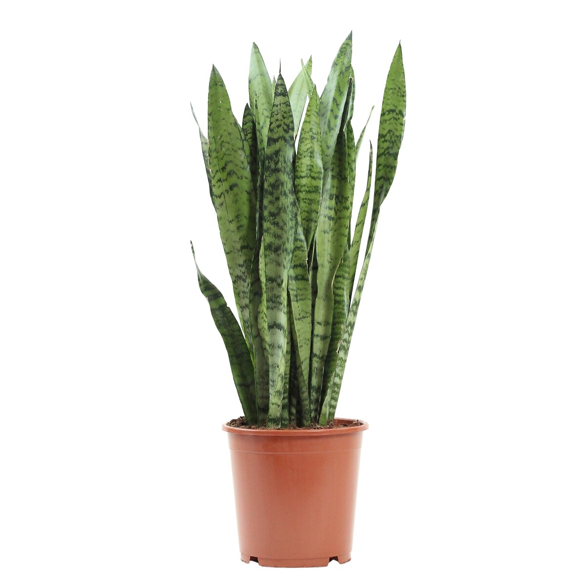 Sansevieria Zeylanica, BIOMA, BIOMA PLANTS
