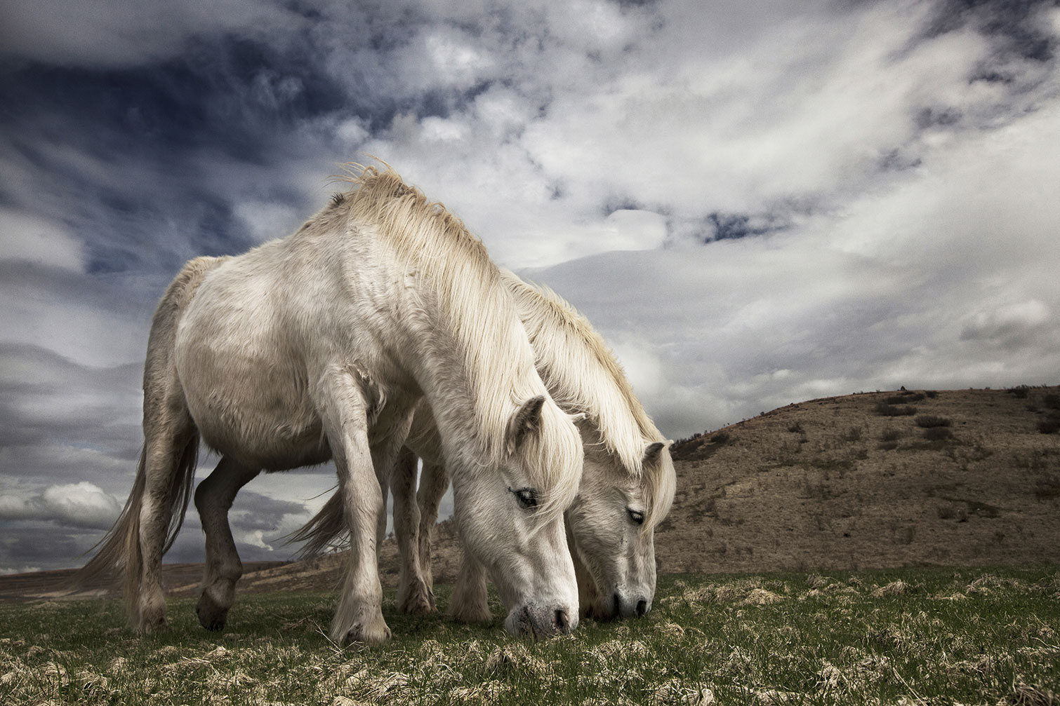 Tableau Chevaux blancs, HEXOA