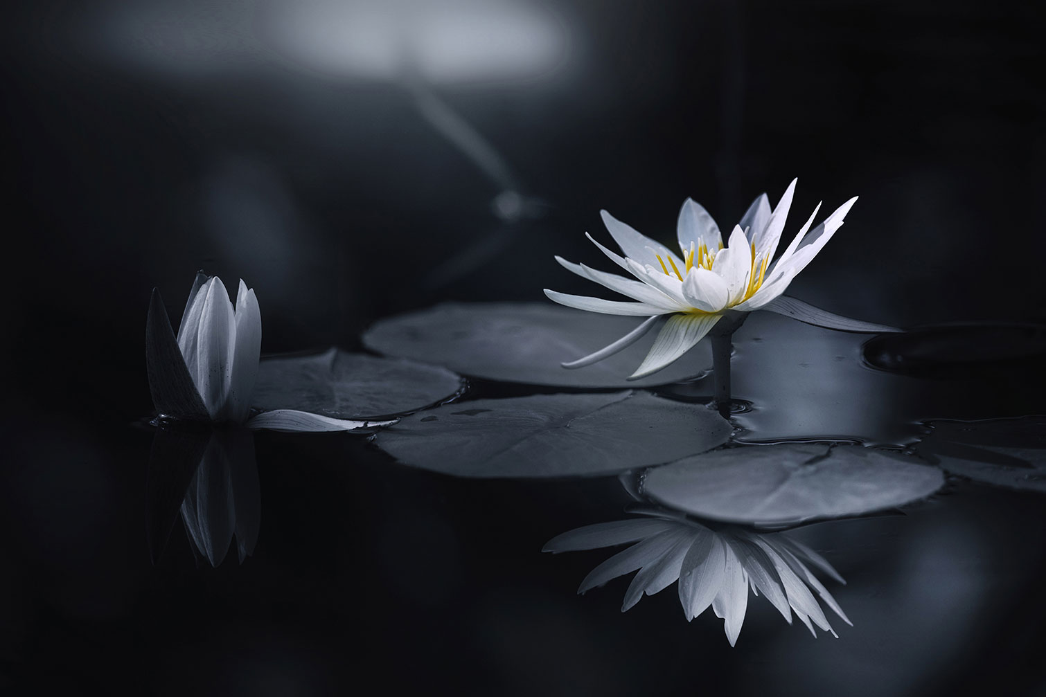 Tableau fleurs Alba nénuphar, HEXOA