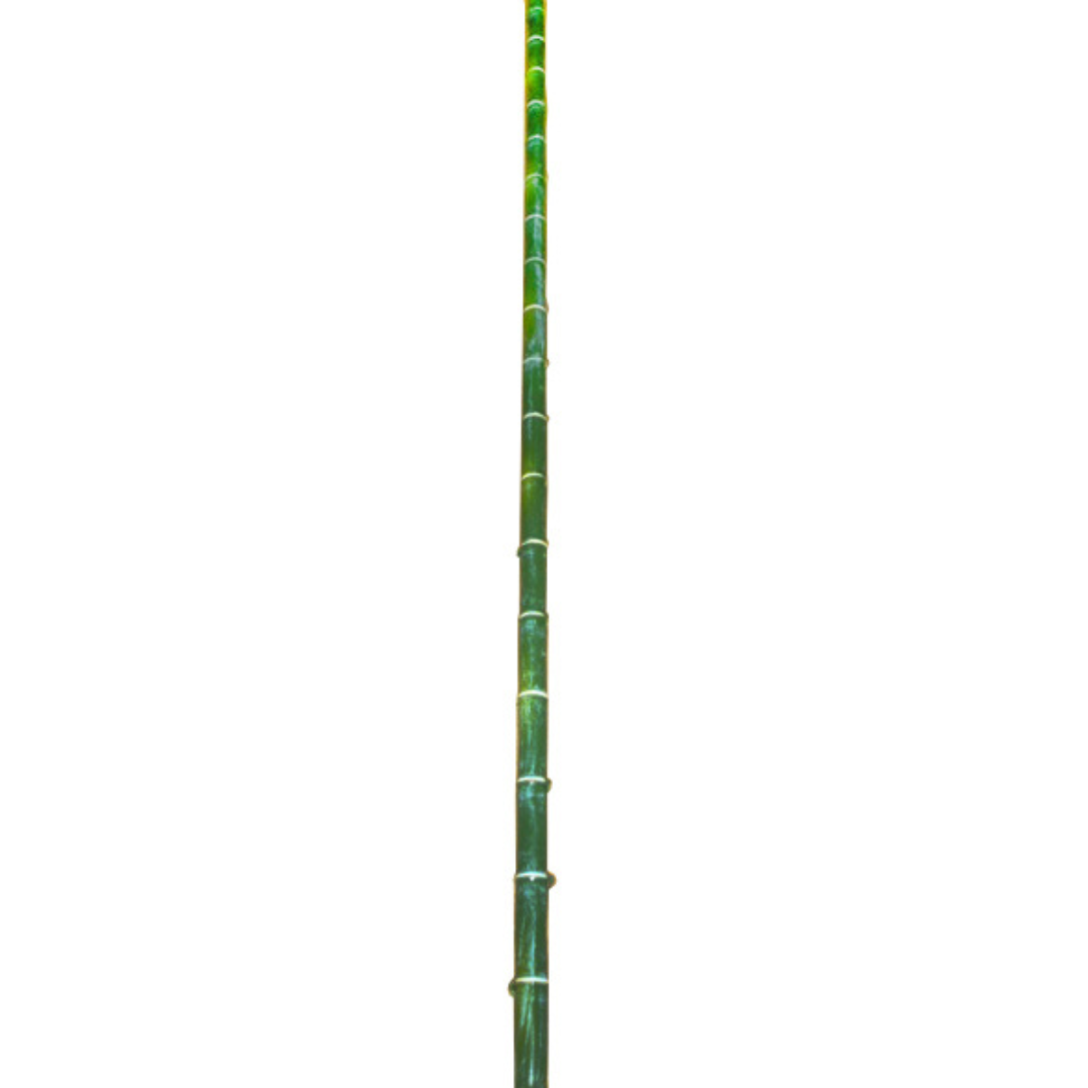Branche de bambou artificielle H140, SIA DECO
