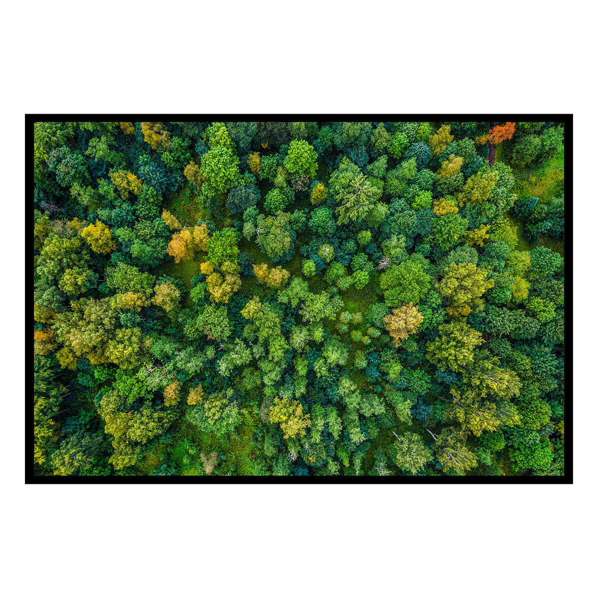 Affiche encadrée – Vue aérienne de forêt luxuriante, HEXOA