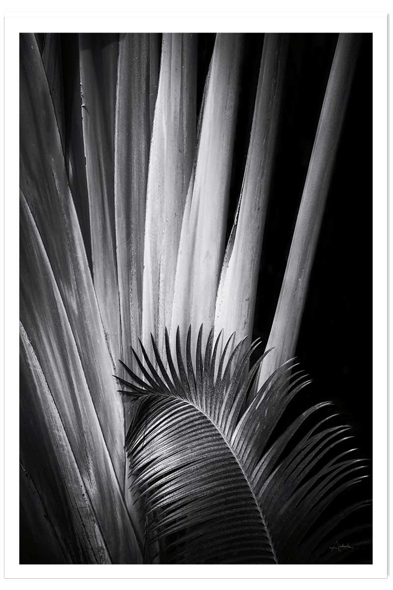 Poster jungle Marbella palm, HEXOA