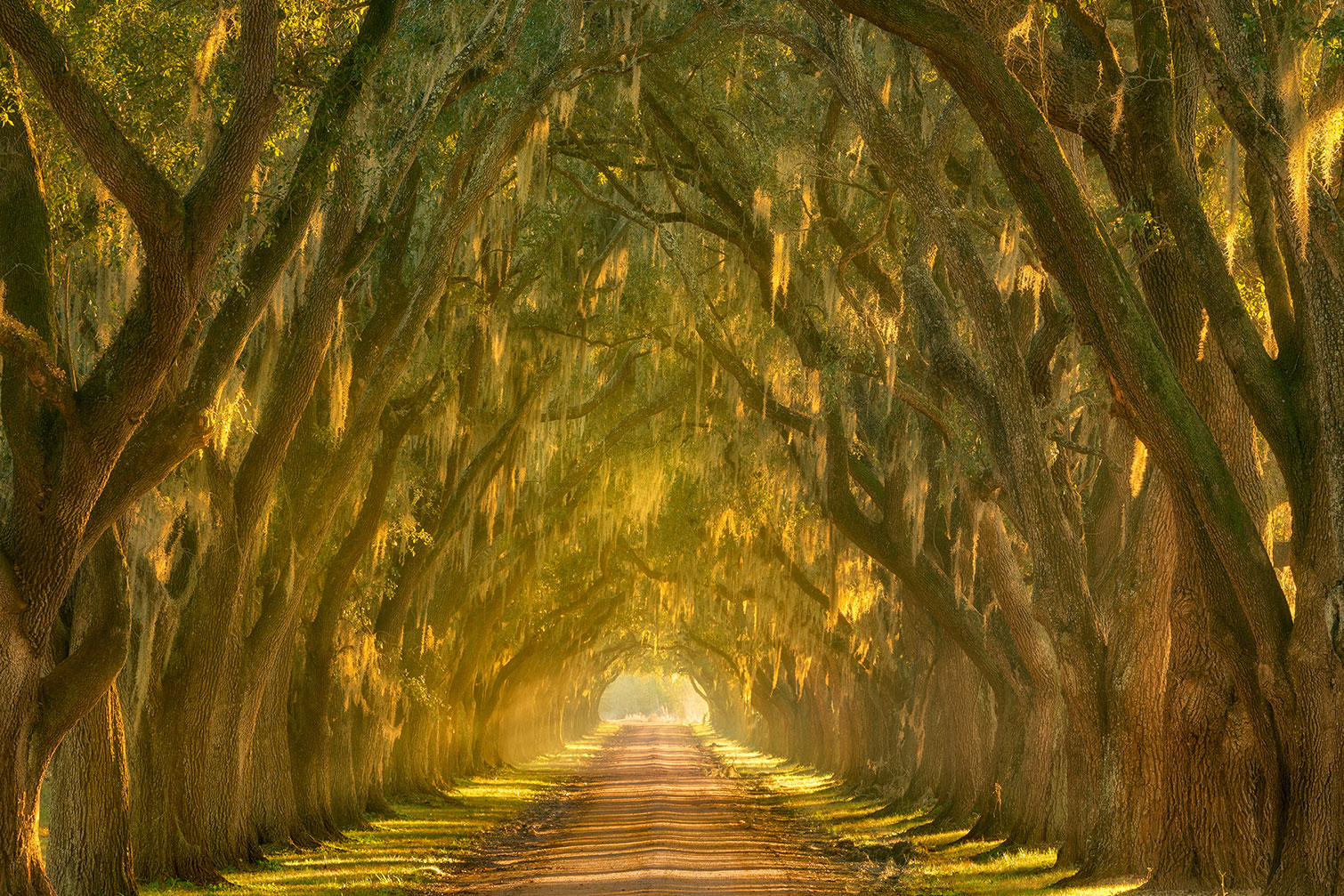 Tableau Allee enchanteresse, HEXOA