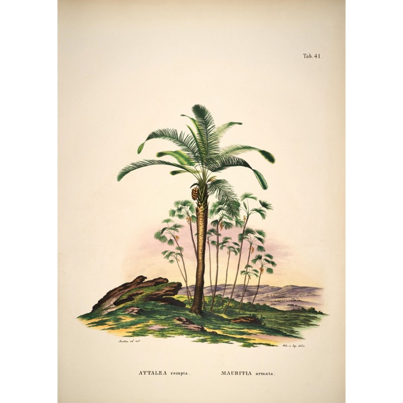 Affiche paysage tropical Attalea Compta Mauritania Armata, THE DYBDAHL CO