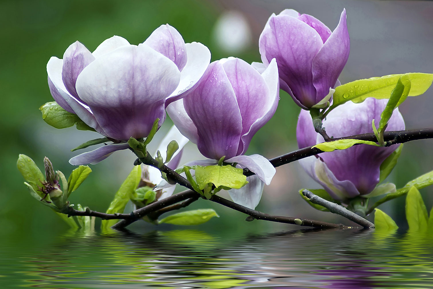 Tableau fleurs de magnolia, HEXOA